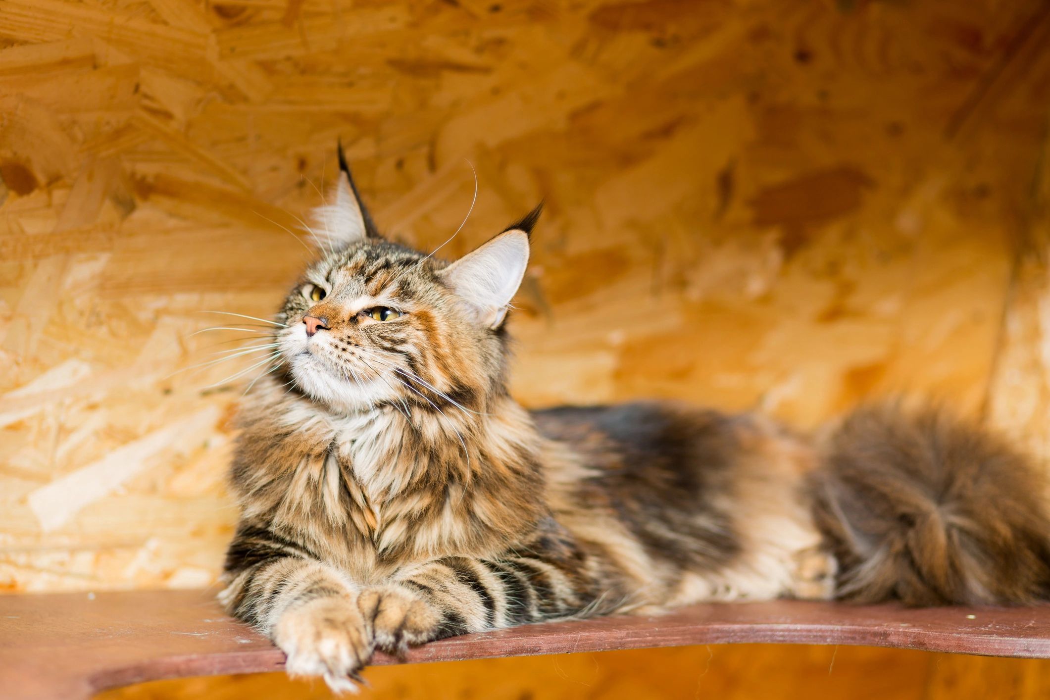 The Maine Coon cat at the age of